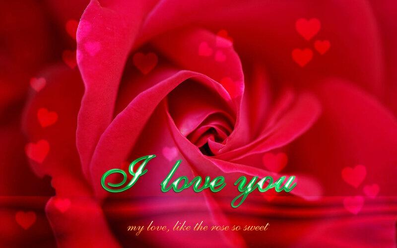 Red Rose Flower — Romantic, Photograph, Hearts