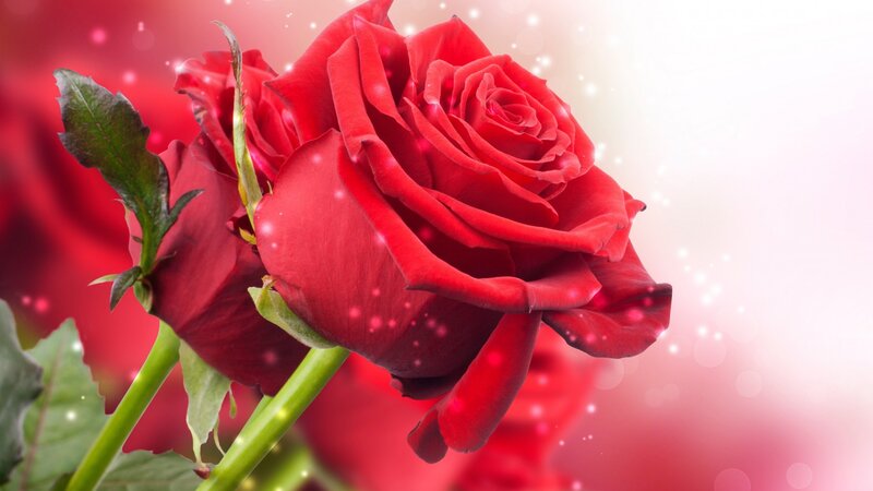 Red Rose Flower — Romantic, Photograph, Leaf
