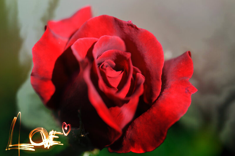 Red Rose Flower — Romantic, Photograph, Light Trail