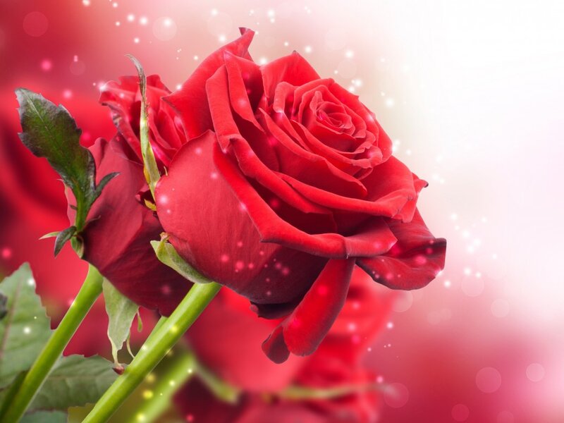 Red Rose Flower — Romantic, Photograph, Stem, Leaf