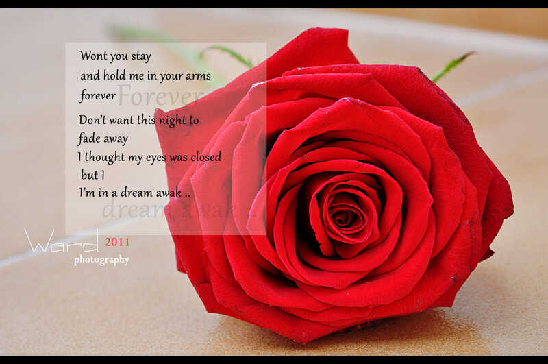Red Rose Flower — Romantic, Photograph, Text