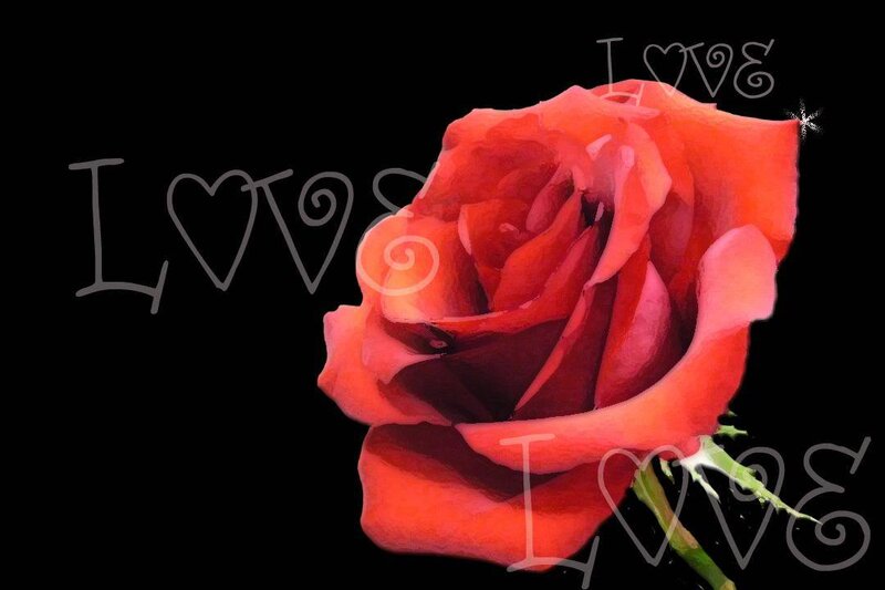 Red Rose Flower — Romantic