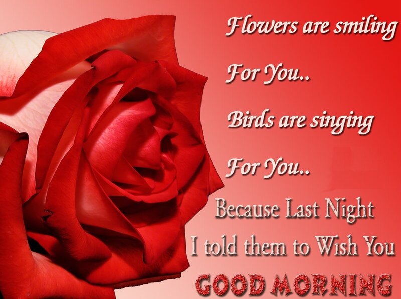Red Rose Flower — Sentimental, Morning