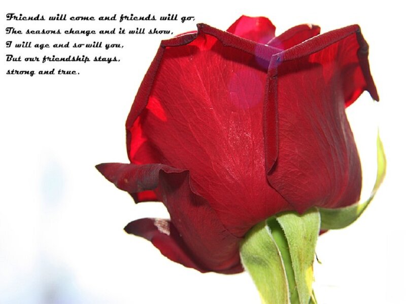 Red Rose Flower — Sentimental, Photograph