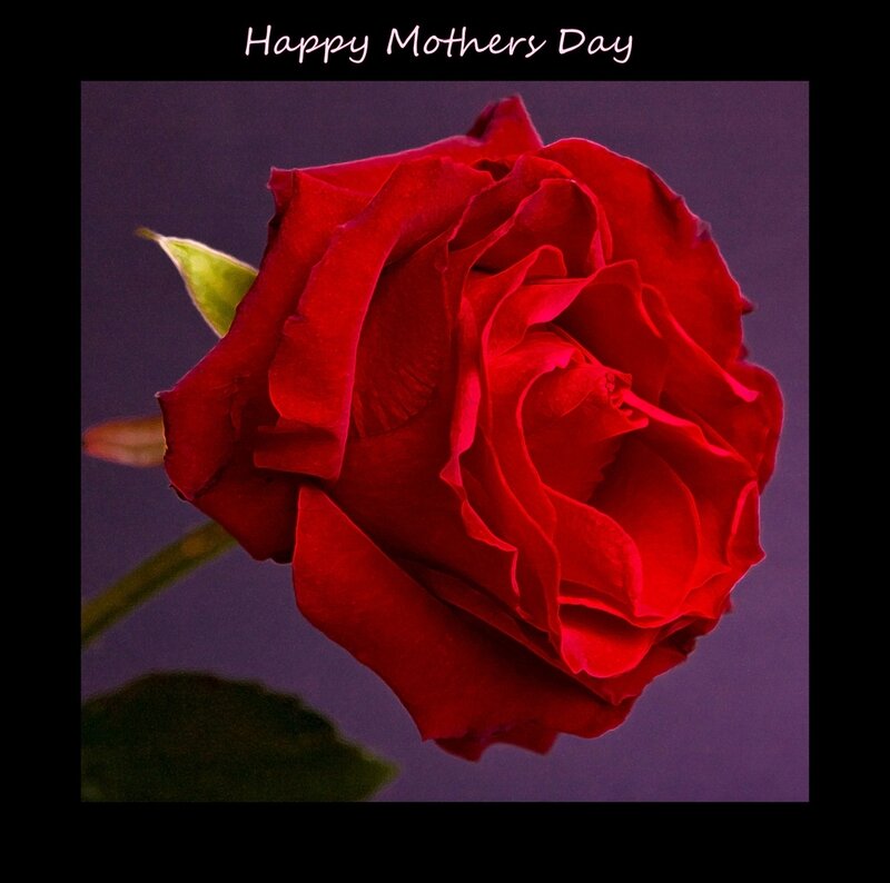 Red Rose Flower — Sentimental