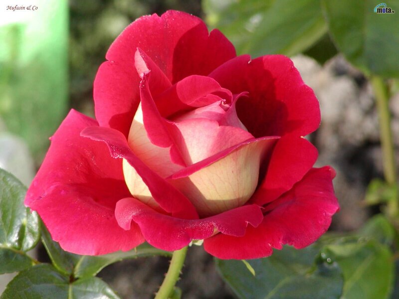 Red Rose Flower — Serene, Afternoon, Photograph, Green Leaves, Stem