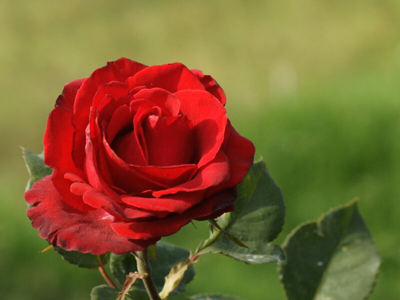 Red Rose Flower — Serene, Afternoon, Photograph, Green Leaves