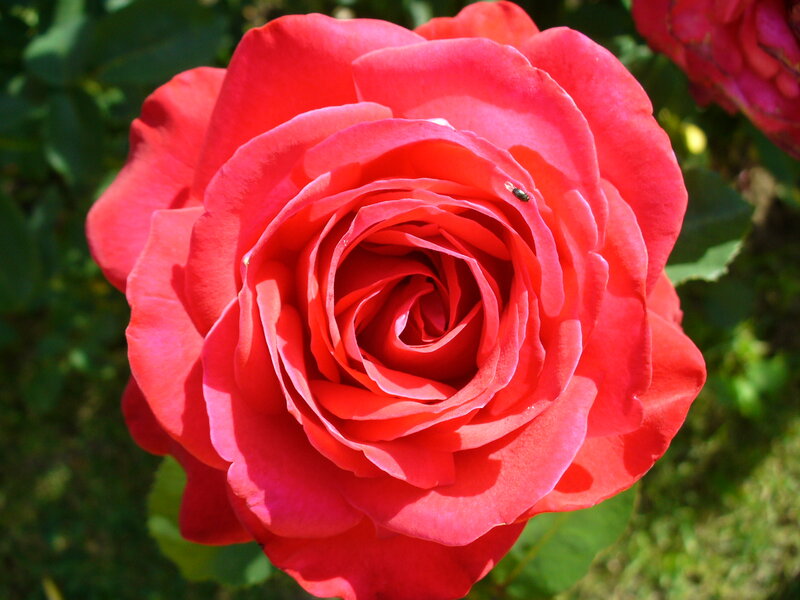 Red Rose Flower — Serene, Afternoon, Photograph, Insect
