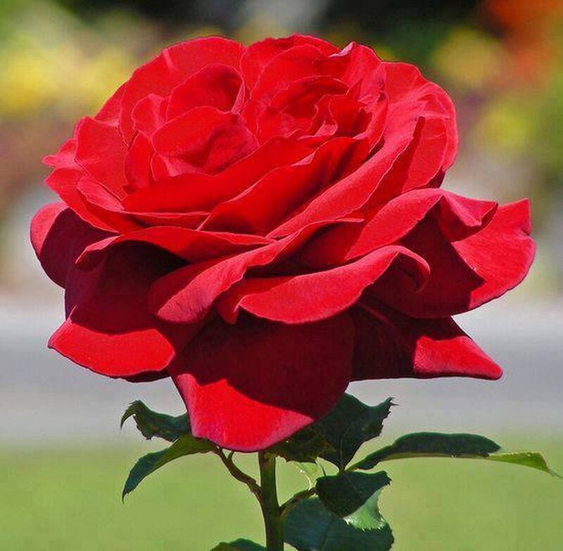 Red Rose Flower — Serene, Afternoon, Photograph, Stem