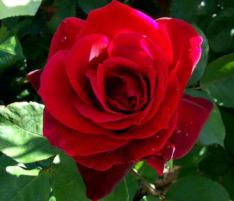 Red Rose Flower — Serene, Afternoon