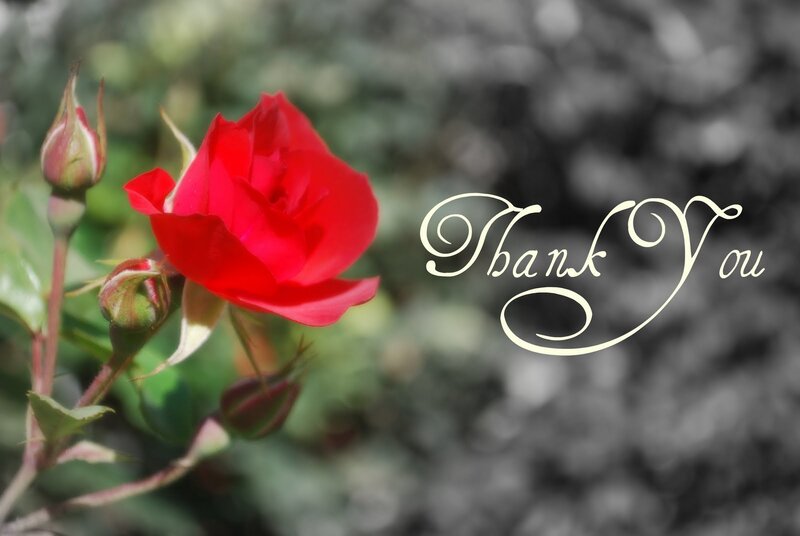 Red Rose Flower — Serene, Photograph, Buds