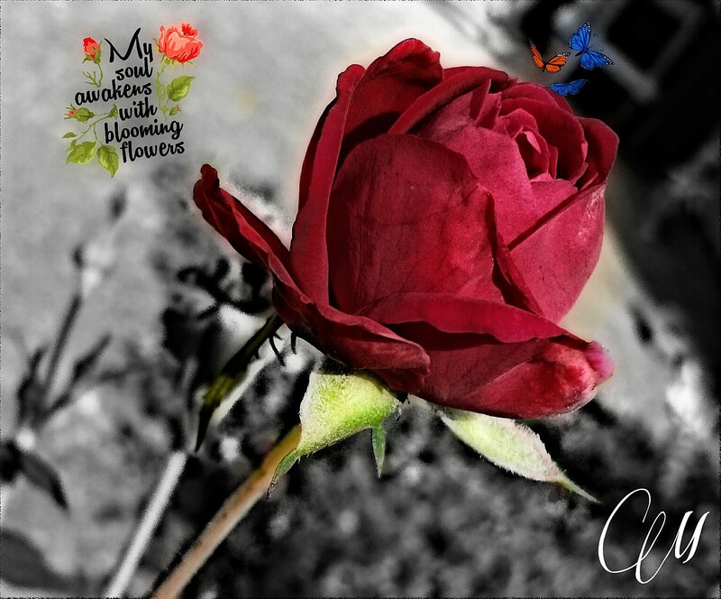 Red Rose Flower — Serene, Photograph, Butterflies