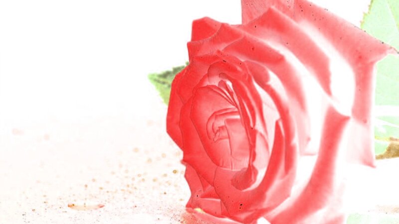 Red Rose Flower — Serene, Photograph, Green Leaf