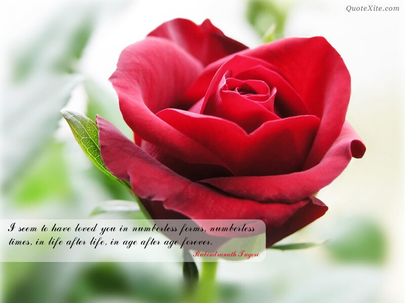 Red Rose Flower — Serene, Photograph, Leaf