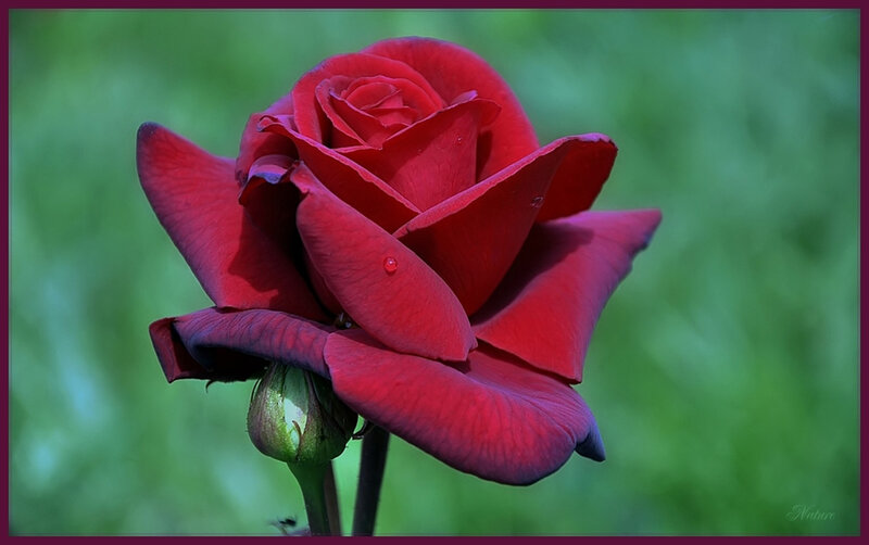 Red Rose Flower — Serene, Photograph, Petal
