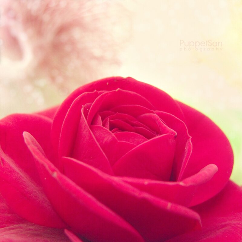 Red Rose Flower — Serene, Photograph, Petals
