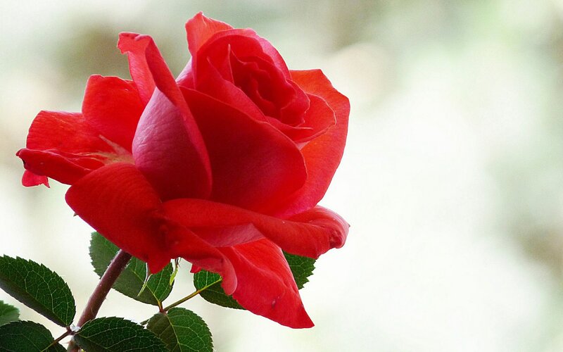 Red Rose Flower — Serene, Photograph, Stem