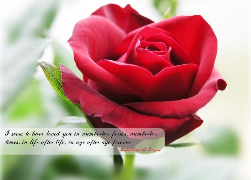 Red Rose Flower — Serene, Photograph