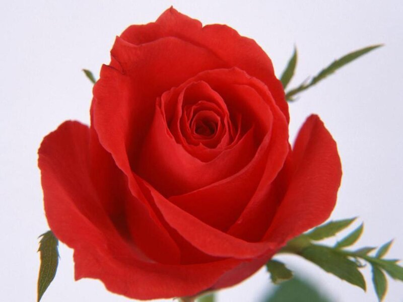 Red Rose Flower — Serene