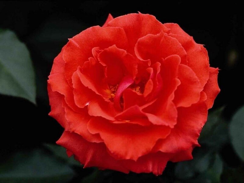 Red Rose Flower