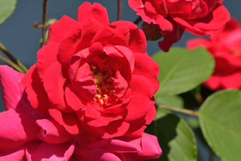 Red Rose Flower — Vibrant, Afternoon