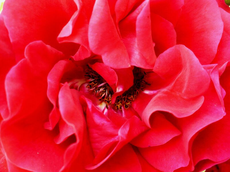 Red Rose Flower — Vibrant, Photograph