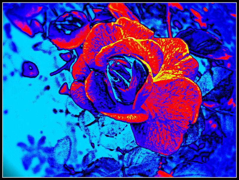 Red Rose Flower — Vibrant