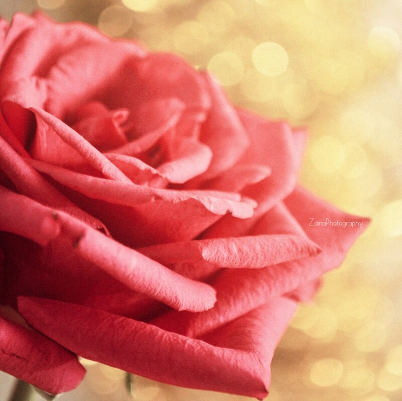 Red Rose Flower — Warm