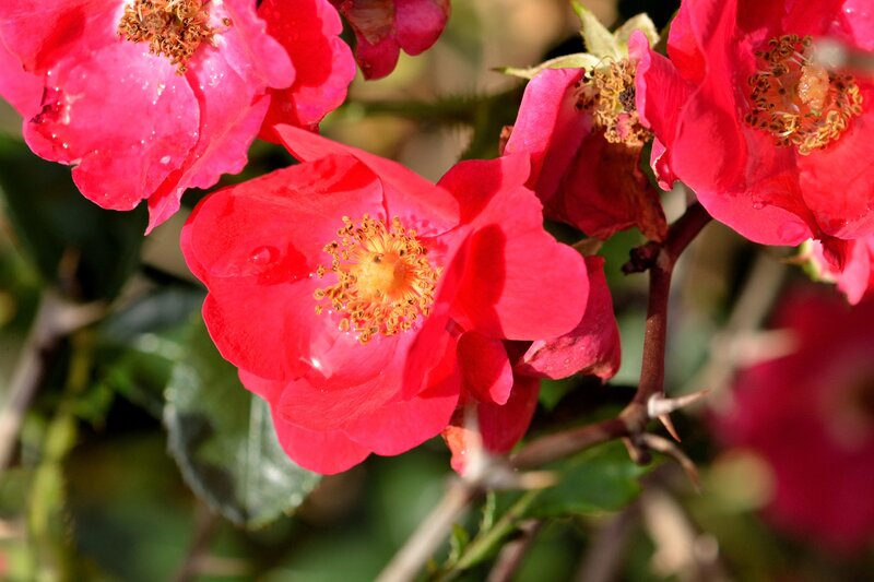 Red Rose Flowers — Natural