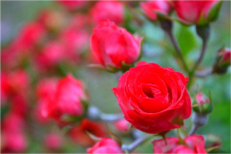 Red Rose Flowers