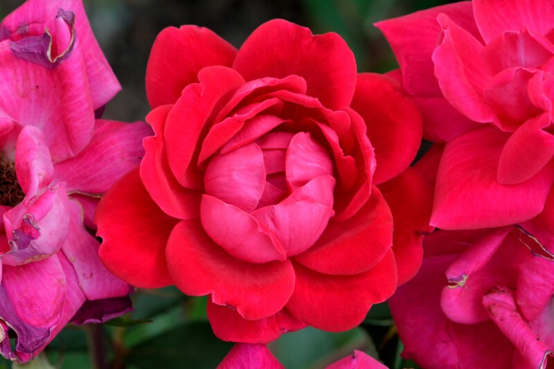 Red Rose Flowers — Vibrant