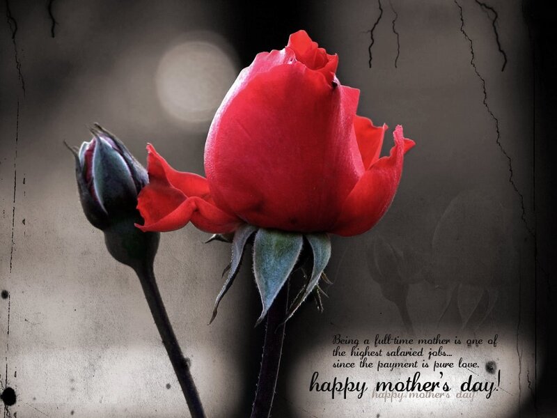 Red rose for Mother's Day