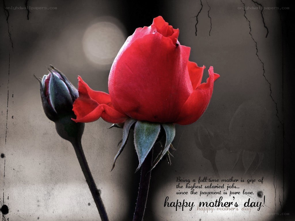 Red rose for Mother's Day