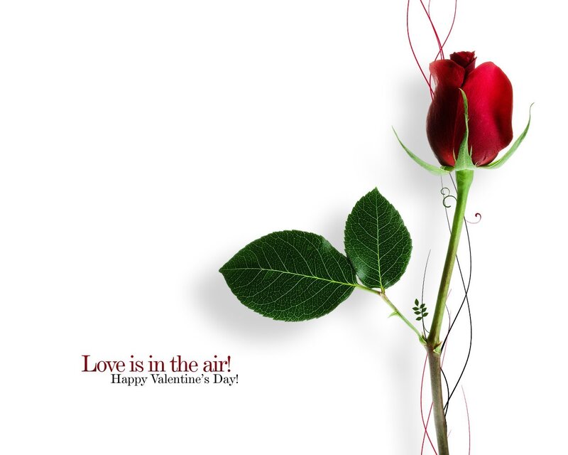 Red rose for Valentine's Day