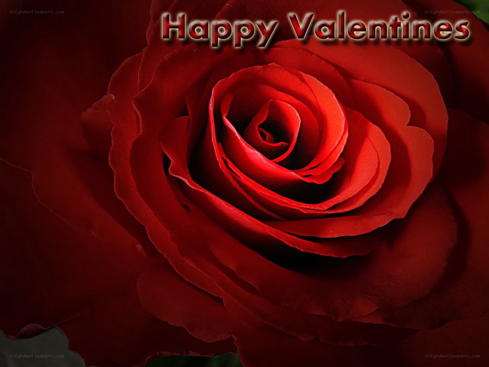 Red rose for Valentine's Day