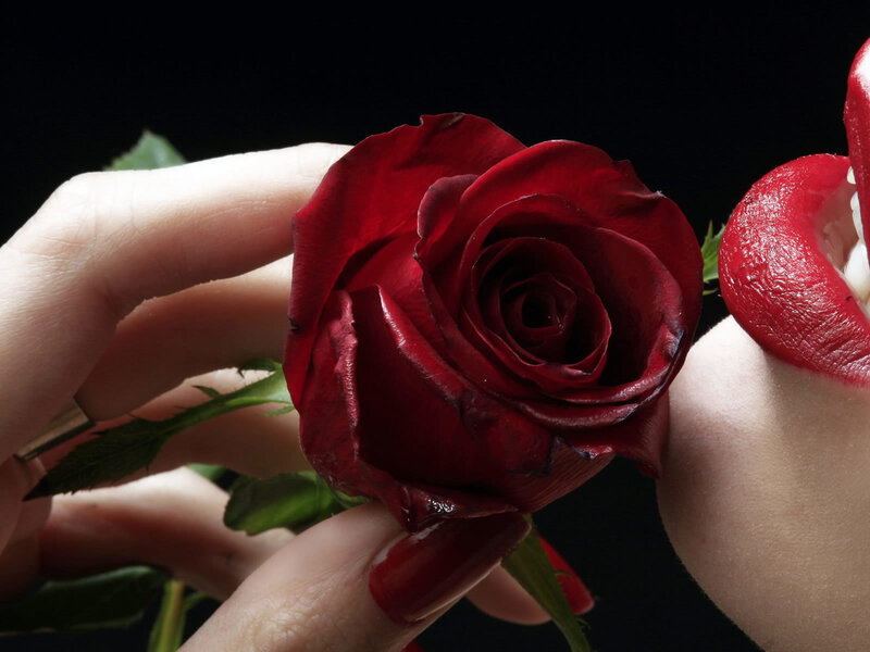 Red Rose Held by Hand