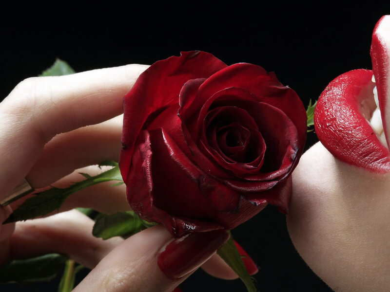 Red Rose Held by Hands