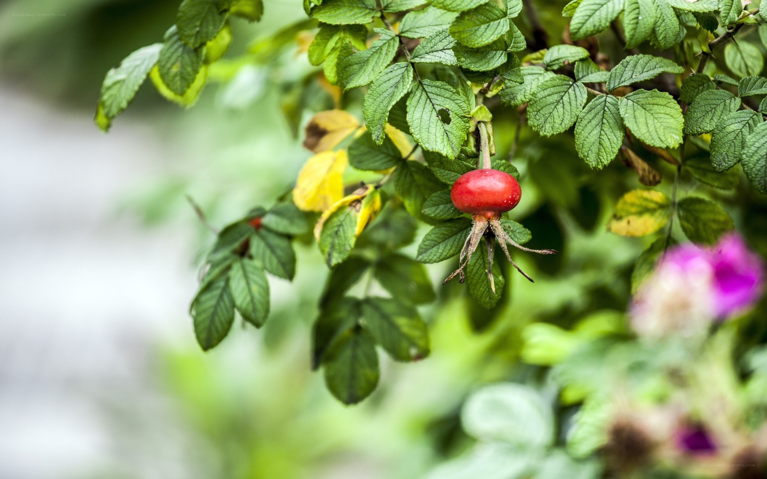 red rose hip on a bush