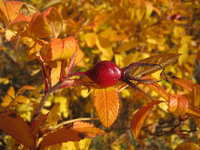 Red Rose Hip