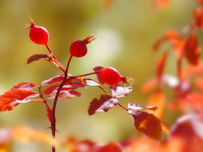 Red rose hips in autumn light
