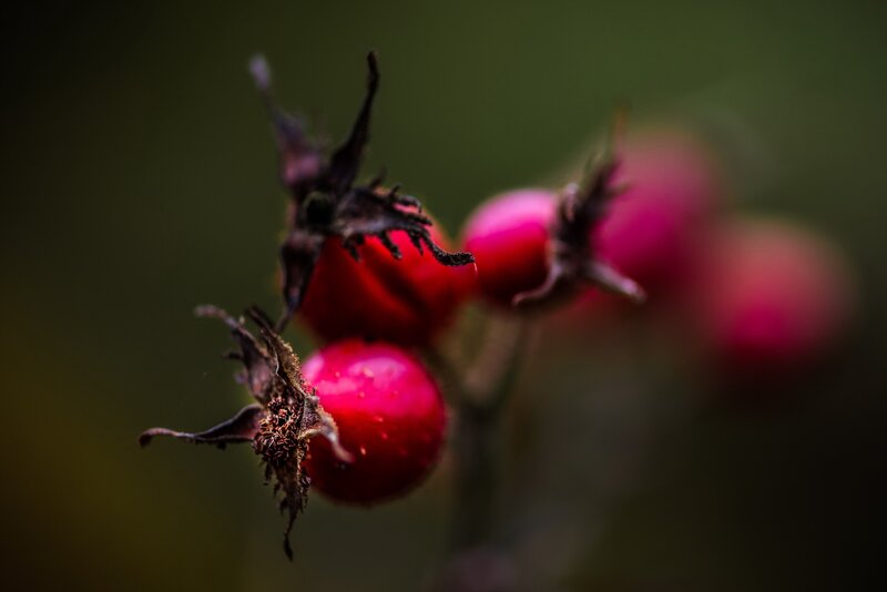 Red Rose Hips — Natural, Photograph