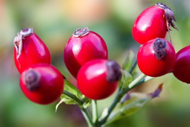 Red Rose Hips — Natural
