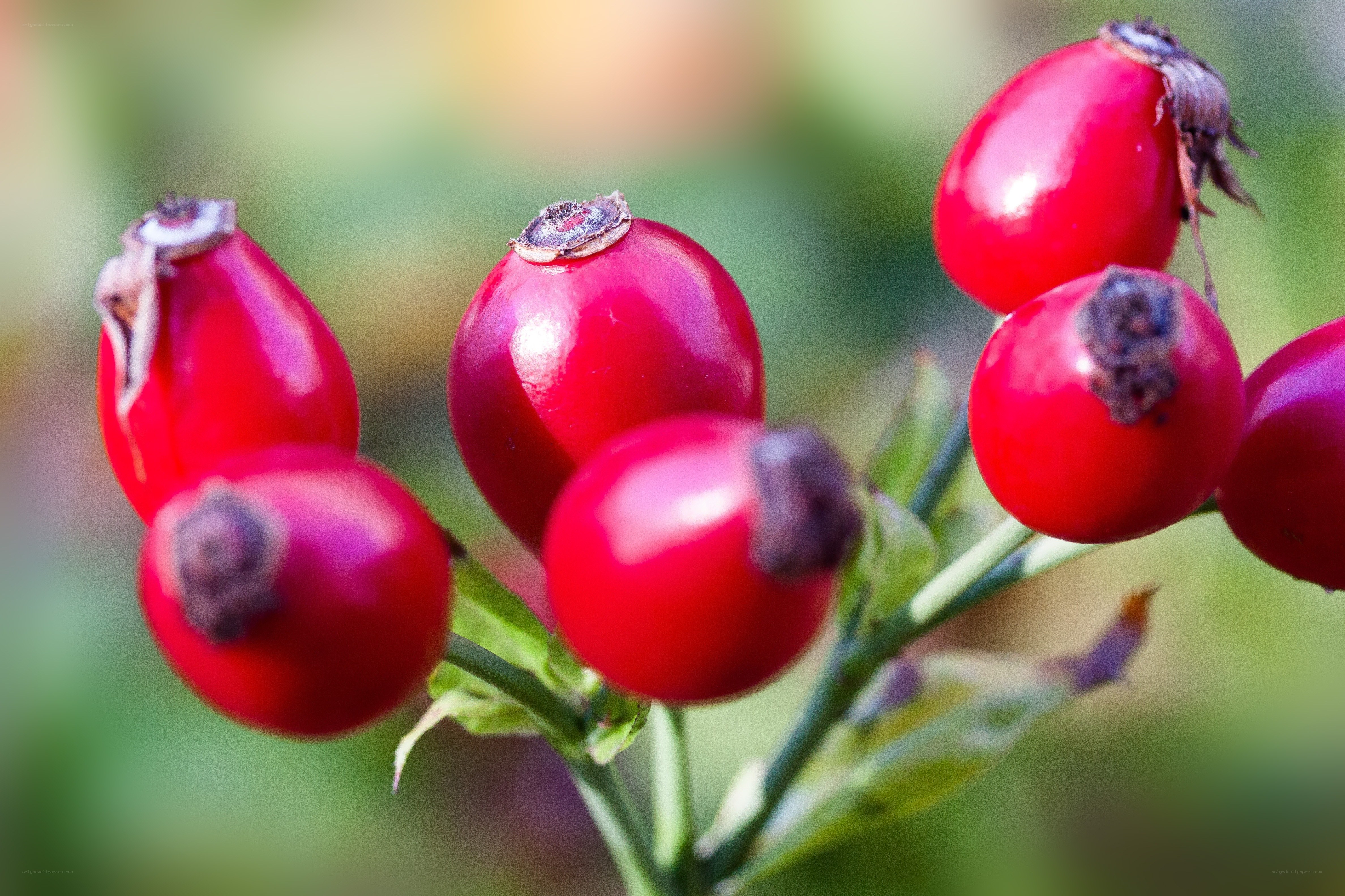 red rose hips on a branch