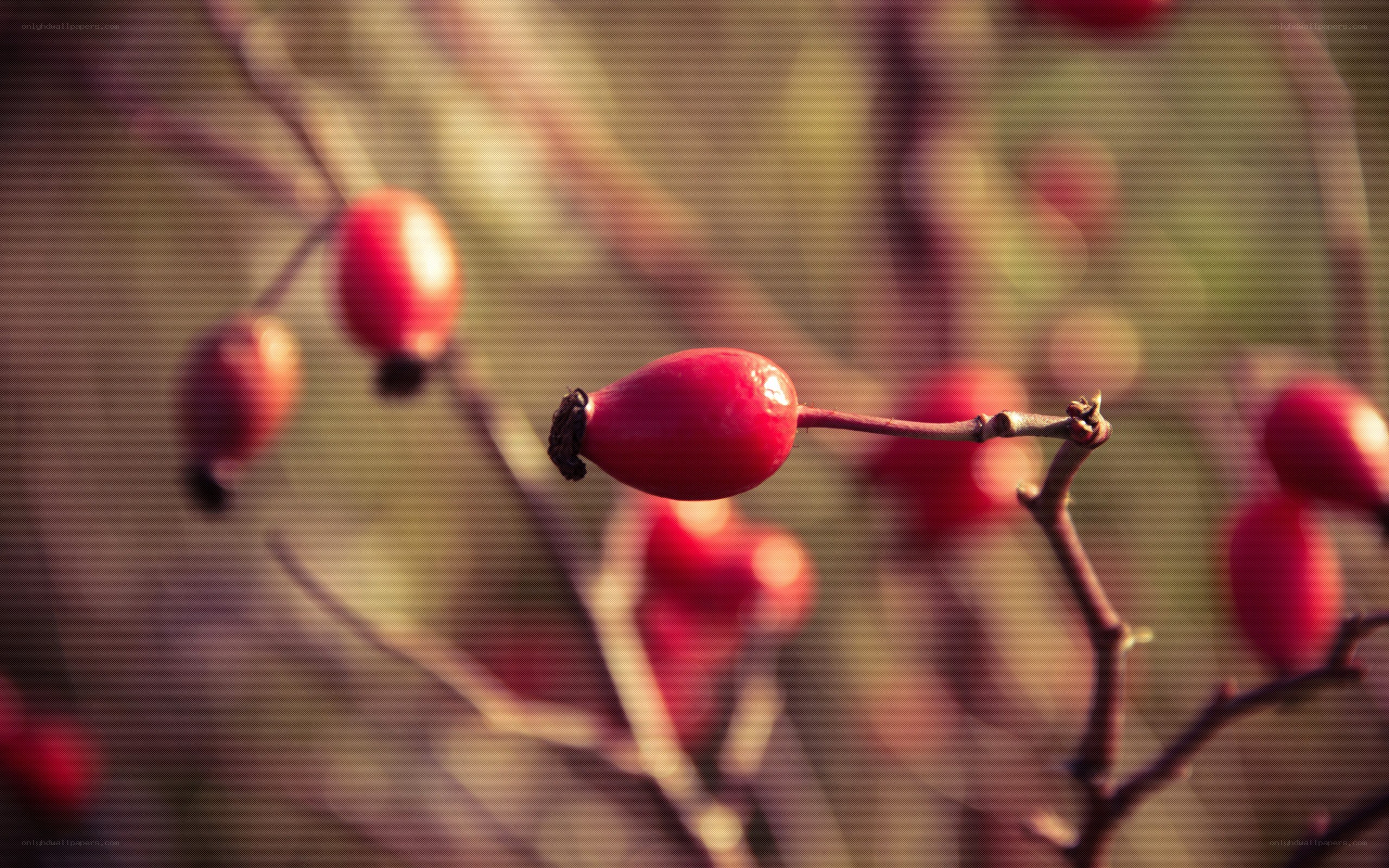 red rose hips on a branch
