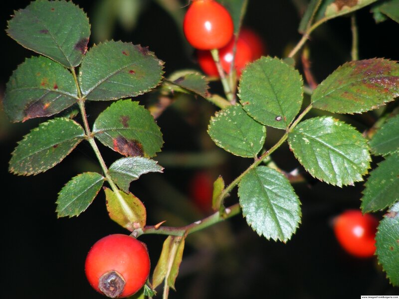 red rose hips on a branch