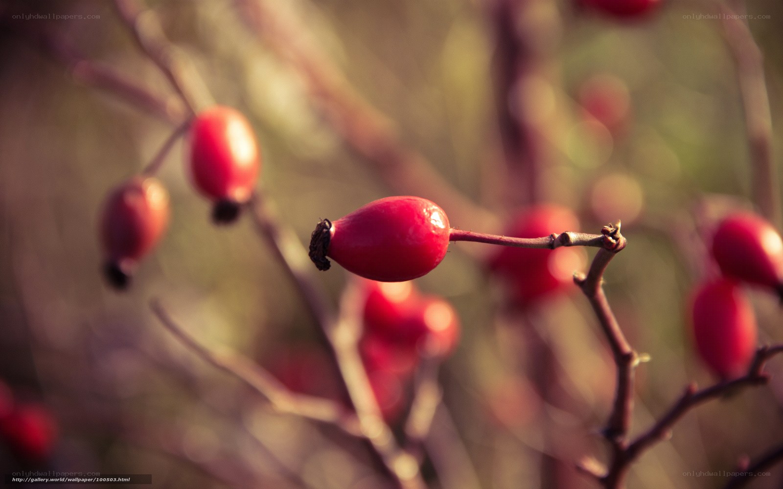 Red rose hips on a branch
