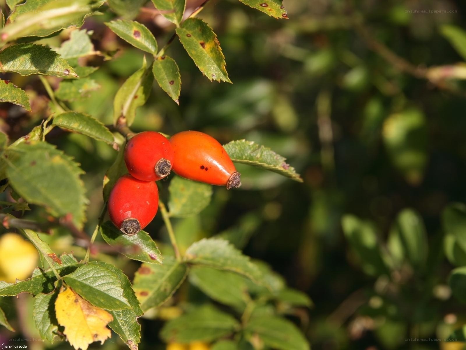 red rose hips on a bush