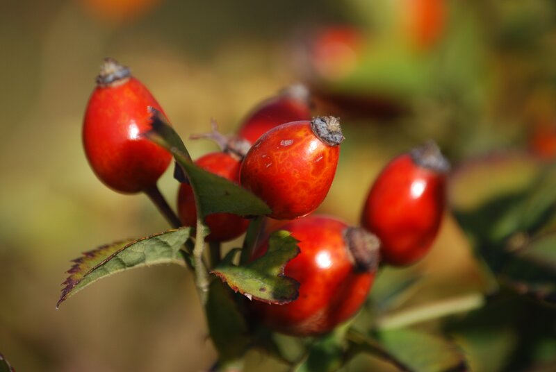 Red Rose Hips on Branch — Natural, Autumn