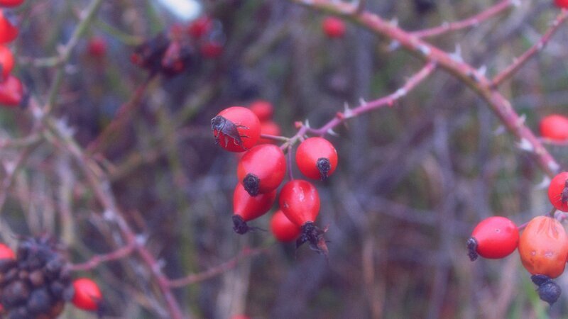 Red Rose Hips on Branch — Natural