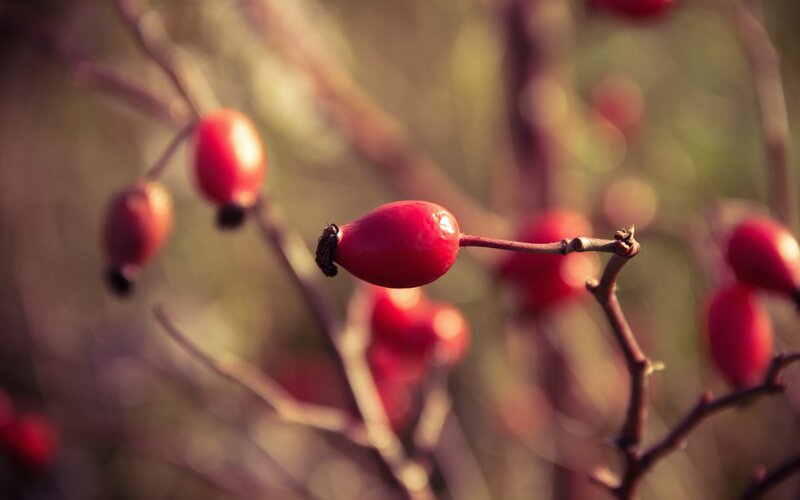 Red Rose Hips on Branch — Serene, Autumn